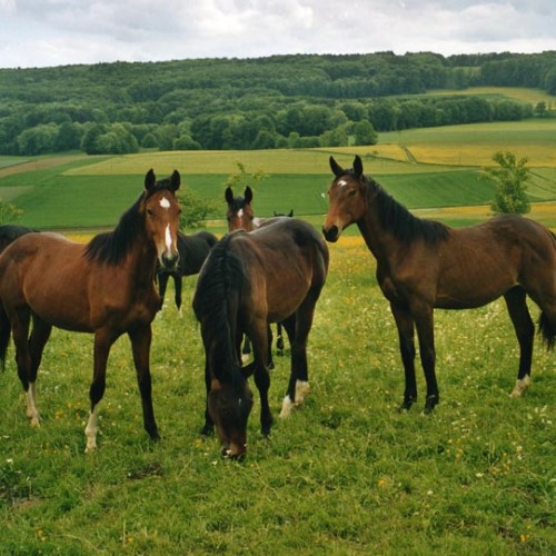 Aquarelle du Perchet