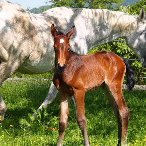 Belle de Nuit du Perchet