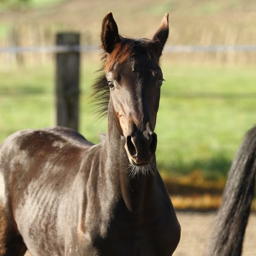 Cassiopée du Perchet