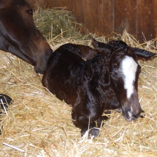 Pompana Blue du Perchet