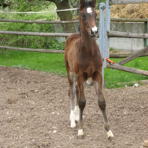 Rising Sun du Perchet