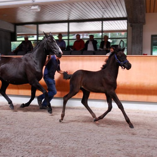Amaryllis du Perchet