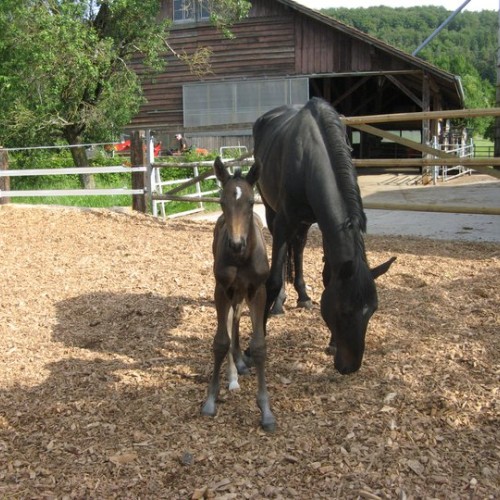 Cordélia du Perchet