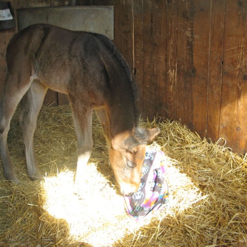 Dulcinée du Perchet
